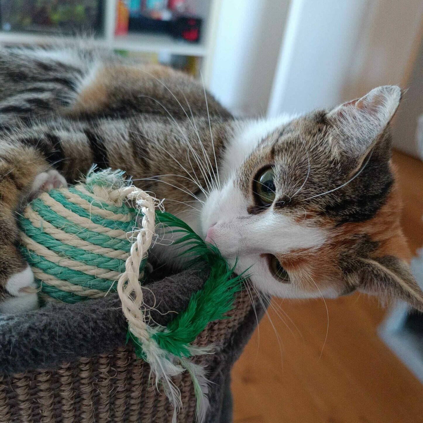 Flèche profitant de sa vie de jeune chatte